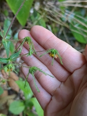 Sigesbeckia jorullensis