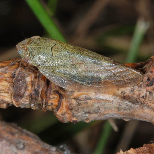 Willow Spittlebug, photo 8 of 8
