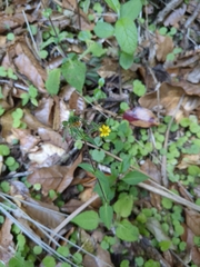 Sigesbeckia jorullensis