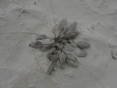 Abronia angustifolia