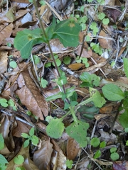 Sigesbeckia jorullensis