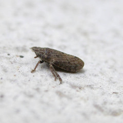 Tettigometra