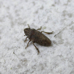 Tettigometra