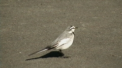 Motacilla alba