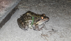 Leptodactylus luctator