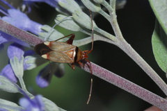 Adelphocoris vandalicus