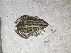 Leptodactylus luctator