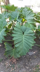 Araceae