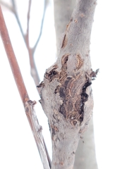 Euhexomyza schineri