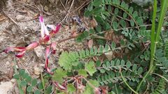 Astragalus schizopterus