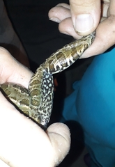 Leptodactylus luctator