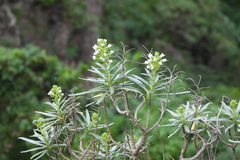 Echium giganteum image