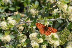 Boloria epithore