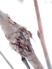 Euhexomyza schineri
