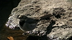 Motacilla alba