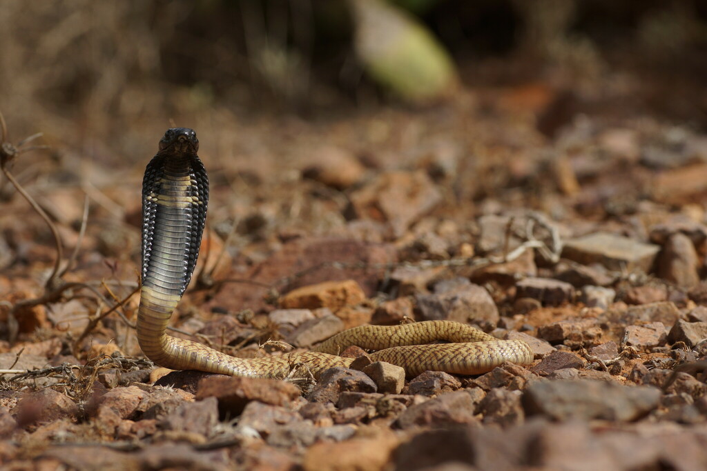 Egyptian Cobra in October 2016 by Laurent Barthe. Trip with my friends ...