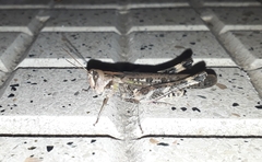 Rhammatocerus pictus