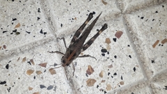 Rhammatocerus pictus