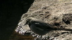 Motacilla alba