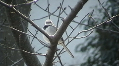 Motacilla alba