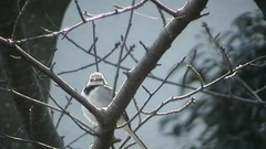 Motacilla alba