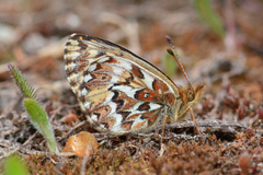 Boloria freija browni