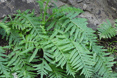 Polypodium macaronesicum image