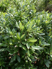 Persea borbonia