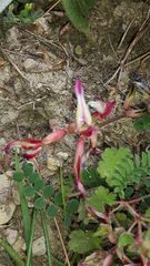 Astragalus schizopterus