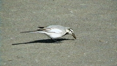 Motacilla alba