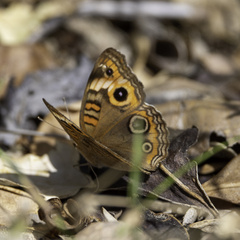 Junonia zonalis