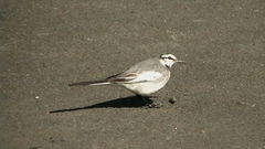Motacilla alba