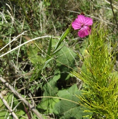 Dianthus membranaceus