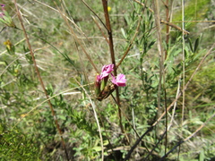 Dianthus membranaceus