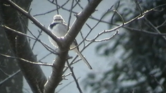 Motacilla alba