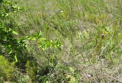 Dianthus membranaceus