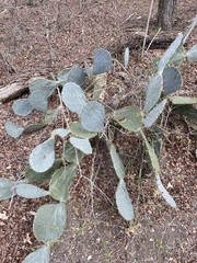 Opuntia cacanapa
