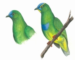 Blue-Capped Fruit-Dove photo 2