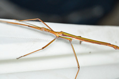 Tropidoderus childrenii