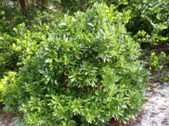 Persea borbonia