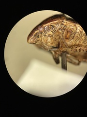 Pachycorinae