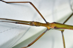 Tropidoderus childrenii