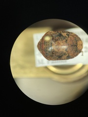 Pachycorinae