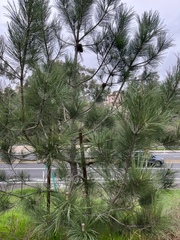 Pinus torreyana