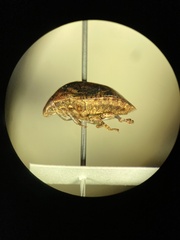 Pachycorinae