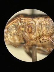 Pachycorinae