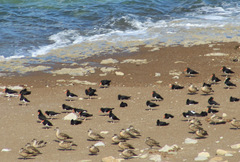 Haematopus leucopodus