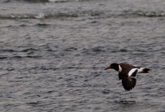 Haematopus leucopodus