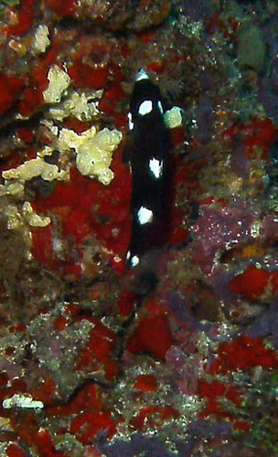 Axilspot Hogfish — seen at this dive site