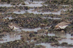 Charadrius falklandicus